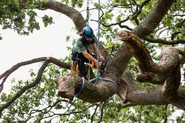 Leaf Removal in Arcadia, WI
