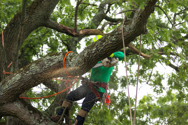 Trusted Arcadia, WI Tree Care Experts