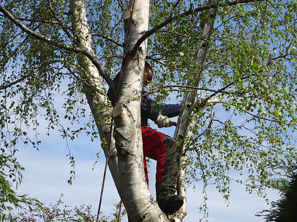 Tree and Shrub Care in Arcadia, WI
